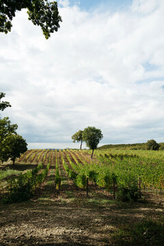 Vast Vineyard Under a Moody Sky Invites Quiet Reflection