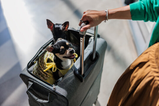 Chihuahuas traveling in a suitcase, pulled by woman owner.