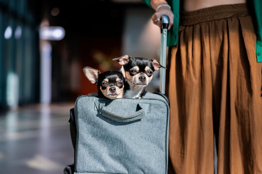 Two chihuahuas travel in a suitcase with their owner.