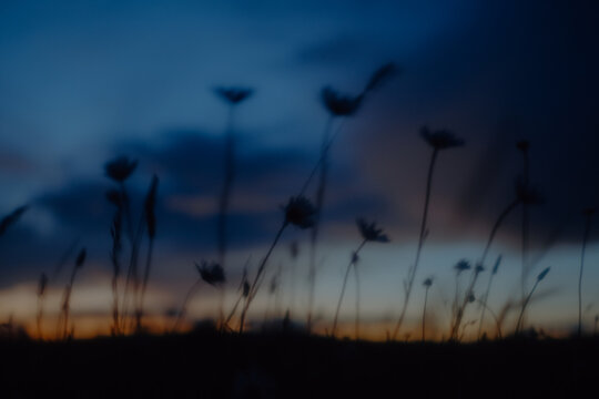 wildflowers in soft focus