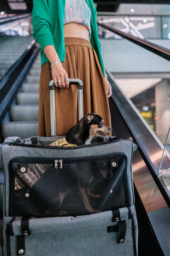 Dog in carrier on escalator with owner.