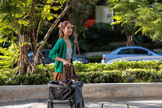Woman pulls two small Chihuahua dogs in a wheeled pet carrier.