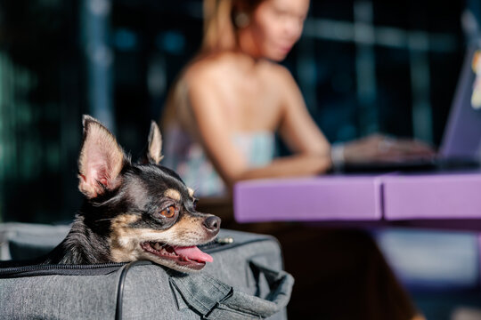 Chihuahua in carrier, woman works on laptop.