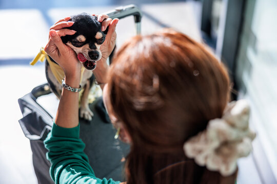 Woman pets her sleepy chihuahua dog in pet carrier.