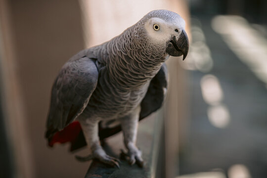 African grey parrot with detailed feathers and red tail