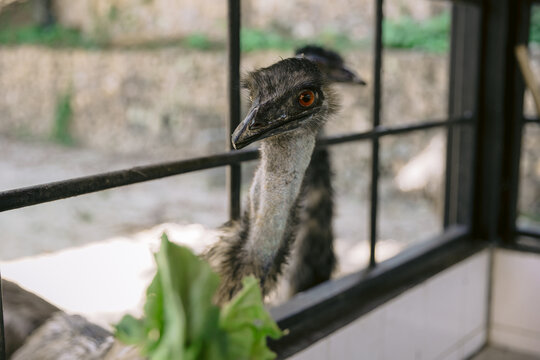 Emu bird close up eating salad in the bird park.