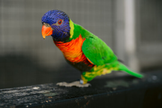 Rainbow lorikeet, vibrant parrot bird in park