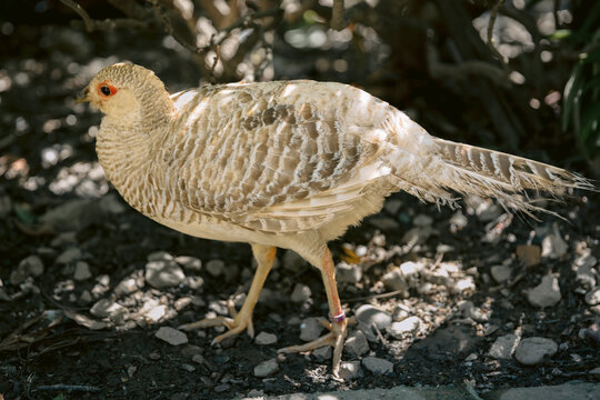 Stone partridge standing on rocky ground in natural woodland