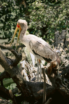 Yellow-billed stork perched on a tree branch in tropical woodland