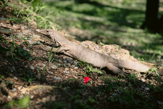 Monitor lizard resting on rocky forest floor in natural sunlight, wildlife closeup.
