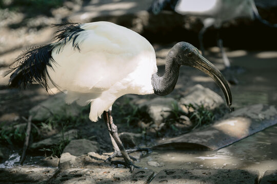 Sacred ibis bird drinking water in natural habitat, wildlife scene