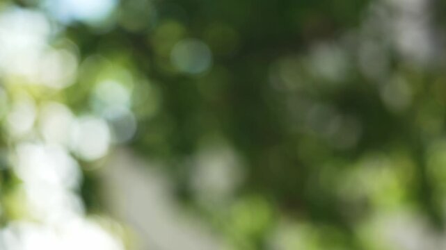 Green Nature Bokeh Sunlight Abstract Background. Soft defocused green foliage with natural sunlight and moving bokeh creating a dreamy abstract nature background.