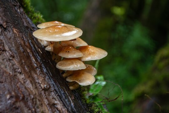 mushroom in the forest 
