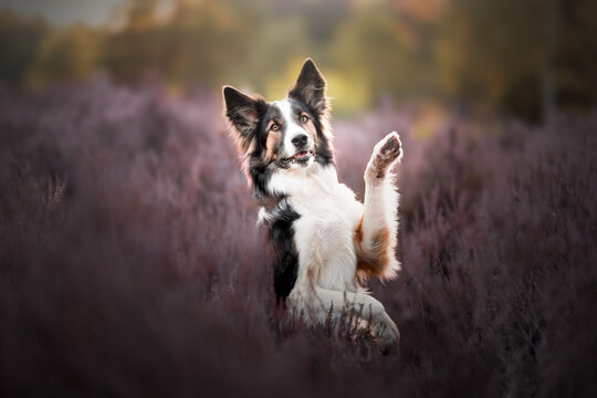 border collie dog