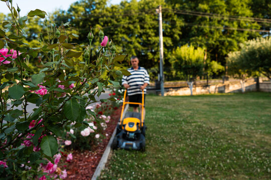 Blooming Roses With Man Mowing Lawn in Background