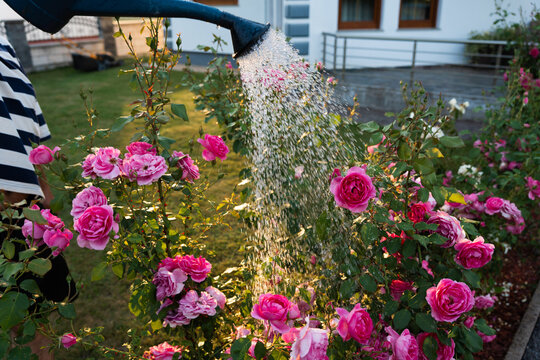 Man watering blooming roses in garden during golden hour