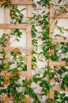 Trachelospermum jasminoides in bloom
