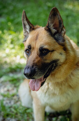 Fototapeta premium German Shepherd dog with brown and black fur sitting on green grass at an animal shelter, showcasing its friendly expression and attentive demeanor