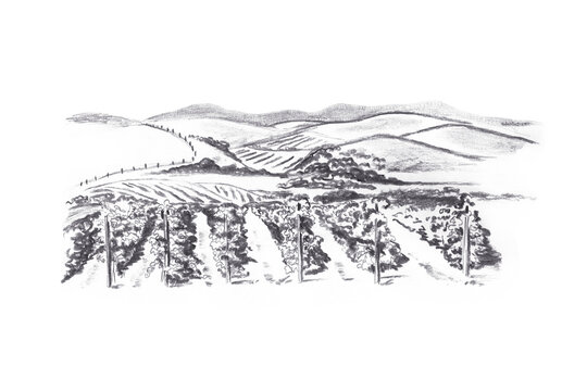 Tuscany vineyard charcoal sketch illustration isolated on white background. Hand drawn black Italian rural landscape element. Detailed vintage travel art for postcard, logo, print