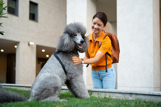 Petting a Standard Poodle