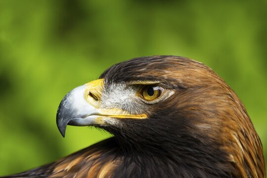 Close-up of an eagle with a distinctive beak against a green background, Golden Eagle (Aquila chrysaetos), adult, animal portrait, in winter, Bohemian Forest, Czech Republic