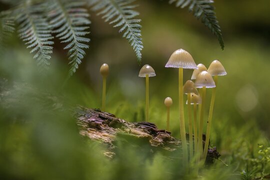 Stretchy helmet, rubber helmet, mycena epipterygia, mycena epipteryhia, fungi, fungi, yellowleg bonnet, skinned helmet