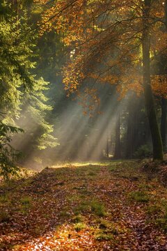 Germany, Greiz, P&ouml;llwitzer Wald, Thuringia, autumn, tree, trees, autumn, high size, portrait format, tree, forest, wood