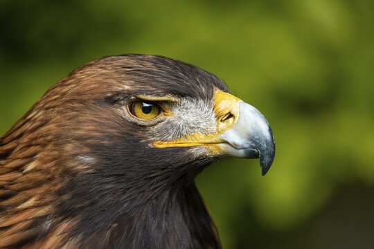 Side-view portrait of an eagle, characterised by intense eye contact, golden eagle (Aquila chrysaetos), adult, animal portrait, in winter, Bohemian Forest, Czech Republic