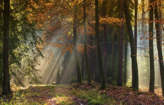 Germany, Greiz, P&ouml;llwitzer Wald, Thuringia, autumn, tree, trees, autumn, tree, forest, wood