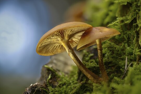 Real stick sponge, European stick sponge, Galerina mutabilis, common stick sponge, K&uuml;hneromyces mutabilis, Pholiota mutabilis, stick sponge, stick scrub, fungi, fungus, mushrooms, sheathed woodtuft