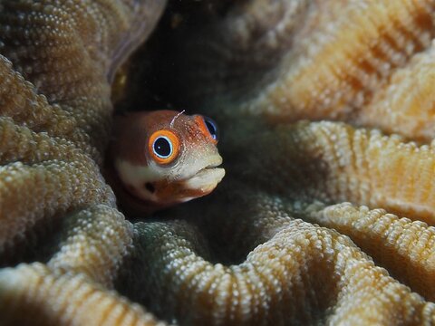 A small blenny with large eyes, the spotted-jaw blenny (Acanthemblemaria rivasi), hiding in the coral, Coral Garden dive site, Puerto Viejo de Talamanca, Lim&oacute;n, Costa Rica, Caribbean, Atlantic Ocean