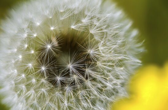 Asteraceae, common dandelion, daisy, dandelion, dandelion, dandelion, taraxacum officinale agg., flora, fruit stand, plants, seeds