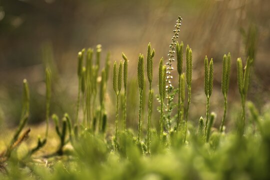 Bearlops, Vascular Plants, Clubbearlop, Lycopodiaceae, Lycopodium Clavatum, Tracheophyta, Wolfclaw, Bearlop, Flora, Ground Pine, Plants, Running Clubmoss, Stag's-Horn Clubmoss, Stag's-Horn Clubmoss