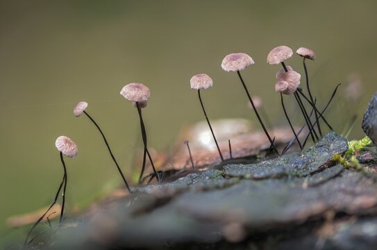 Androsaceus Androsaceu, Gymnopus Androsaceus, Horsehair Parachute, Marasmius Androsaceus, Horsehair Pale Porrot, Horsehair Swindle, Fungus, Fungus, Fungi, Swindle