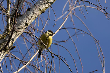 blue tit on branch © PhotoMargarita
