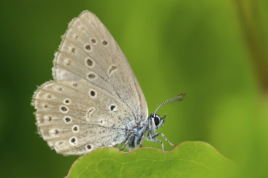 Glaucopsyche Alcon ssp. rebeli, glaucopsyche rebeli, cruciferous ant blue, maculinea rebeli, phengaris alcon ssp. rebeli, phengaris rebeli, butterfly, female, insects, butterfly, butterflies, butterflies, female