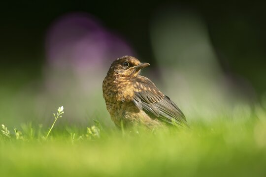 Eurasian blackbird (Turdus merula) adult female garden bird on a grass lawn, England, United Kingdom