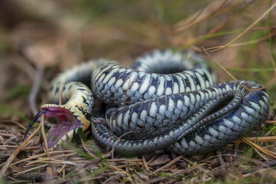 Grass snake, Natrix Natrix, grass snake, fright, thanatosis, death reflex, apparent death, reptilia, reptilia, ringed snake, snakes, snakes, water snake
