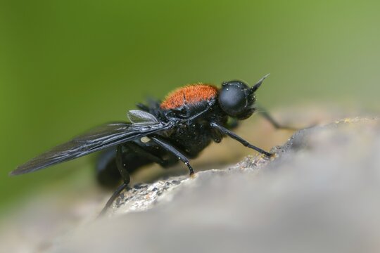 Clitellaria ephippium, red-backed soldier fly, redback gunfly, diptera, insects, two-winged