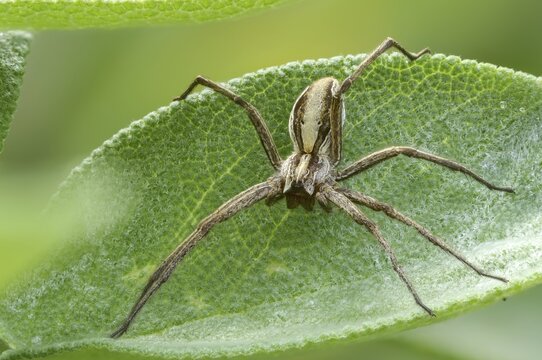 Araneomorphae, bridal gift spider, nursery web spider, pisaura mirabilis, arachnids, arthropods, arthropods, hunting spiders, spiders, spiders