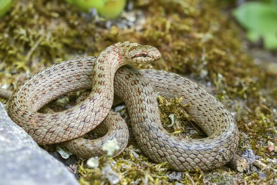 Coronella Austriaca, smooth snake, reptilia, reptilia, reptiles, snakes, snakes
