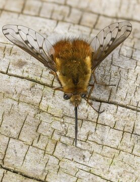 Bombylius Discolor, dotted bee-fly, spotted woolswear, diptera, high size, portrait format, insects, two-winged birds