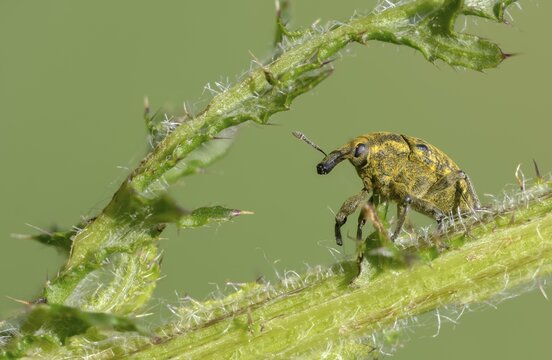 Thistle weevil, larinus cf sturnus, larinus sturnus, weevil, beetle, coleoptera, insects, beetles