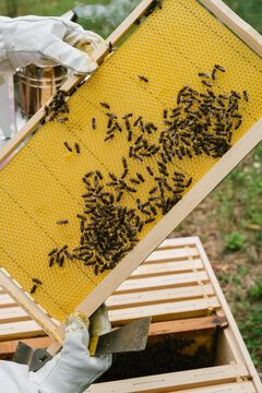 Female beekeeper Inspecting hive and checking honeycomb