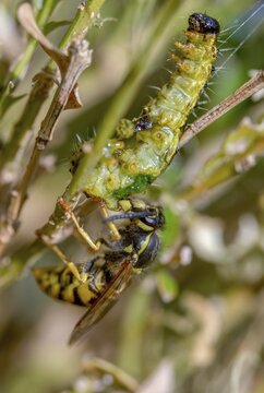 Box tree moth, boxwood moth, boxwood moth, cydalima perspectalis, real wasps, common wasp, hymenoptera, short-headed wasps, vespula vulgaris, yellowjacket, moth, prey, capture, common wasp, wrinkle wasps, high size, portrait format, hunting, inchworm, insects, hunting, moth, caterpillar, butterflies, pest control, wasp, wasp