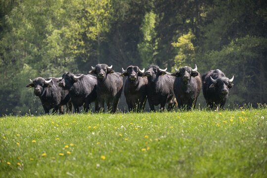 Artiodactyla, Bubalus Arnee, even-toed ungulate, cloven-hoofed, water buffalo, water buffalo, grazing, domesticated animals, extensive grazing, pet, landscape management, landscape preservation, mammals, mammals