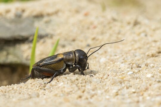Field cricket, Gryllus campestris, ensifera, field cricket, crickets, insects, insects, long-feeler scare
