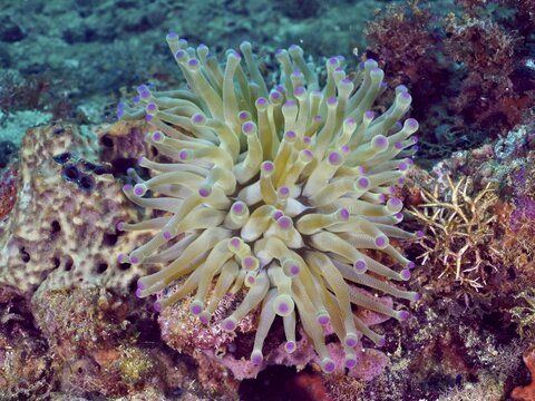A beige sea anemone with purple tips, the Caribbean giant anemone (Condylactis gigantea), surrounded by corals, at the Coral Garden dive site, Puerto Viejo de Talamanca, Lim&oacute;n, Costa Rica, the Caribbean, the Atlantic, Central America