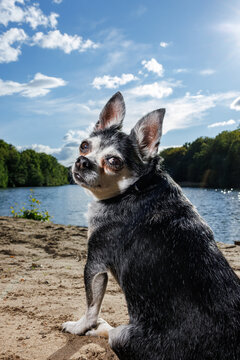Portrait of a small dog outdoors