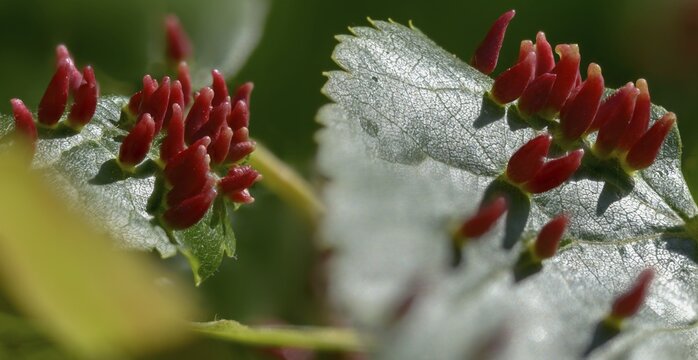 Bugle gall mite, eriophyes tiliae, lime nail gall mite, linden gall mite, linden gall mite, summer linden squirrel gall mite, pin gall, mites